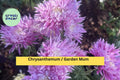 Hot Pink & Yellow Chrysanthemum Live Plant – Bicolor Garden Mum, Hardy Perennial for Borders, Pots, Zones 5–9