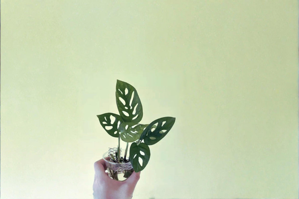 Monstera adansonii Cutting – Tropical Swiss Cheese Plant with Perforated Leaves, Climbing or Trailing Indoor Houseplant