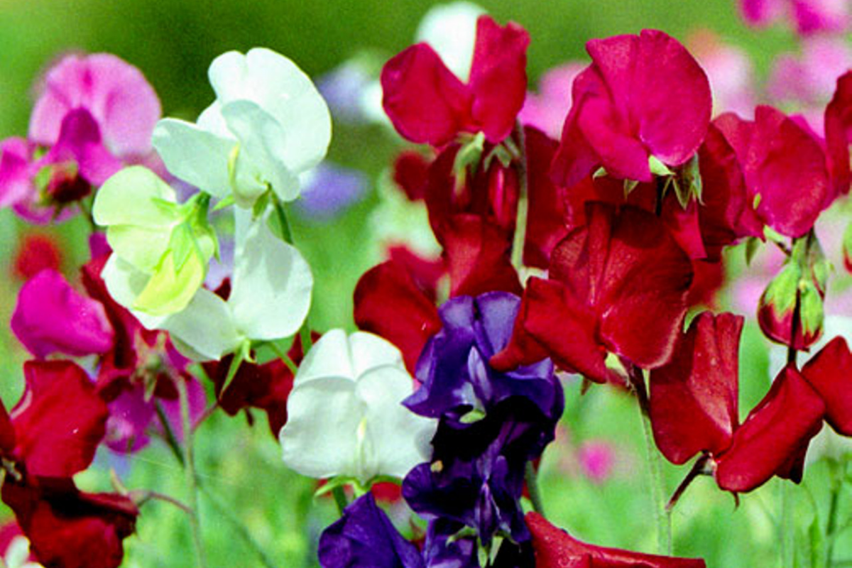 Dwarf Sweet Pea Seeds Bijou Mix | Non-GMO Annual Flower Seeds | Lathyrus odoratus | Pastel Colors for Gardens & Containers