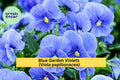 Blue Garden Violet Bare Roots – Viola papilionacea, Hardy Perennial Wildflower with Blue-Purple Blooms for Borders & Groundcover