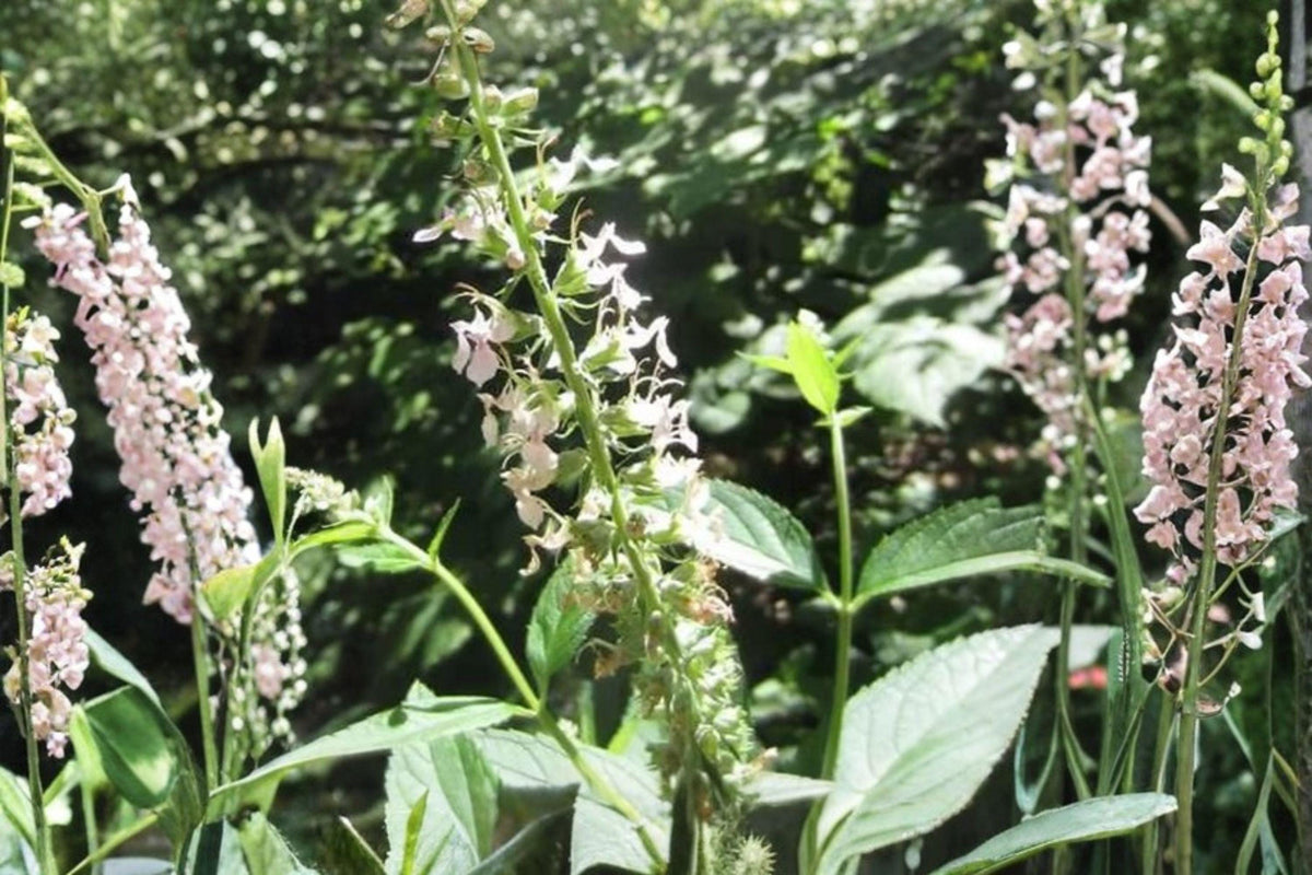 American Germander Seeds – Teucrium canadense – Native Wildflower for Pollinator Gardens, Moist Soil Perennial