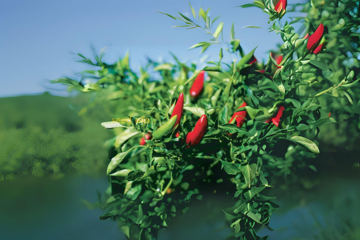 Chiltepin Hot Pepper Seeds, Heirloom Capsicum Annuum, Tiny Wild Chili for Salsas & Hot Sauces, 30 Seeds