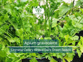 1350 Seeds Chinese Celery Kintsai Dark Green Apium graveolens Heirloom Culinary Gardening Planting