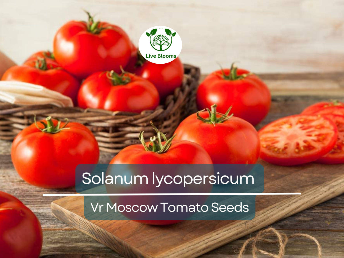 100 mg VR Moscow Tomato Seeds - Solanum lycopersicum Heirloom Disease-Resistant Slicing Tomato for Gardening and Home Growers