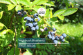 Highbush Blueberry Seeds – Disease-Resistant, Self-Fertile, Stratified for Germination, Vaccinium corymbosum, Zone 3-9, Free Shipping