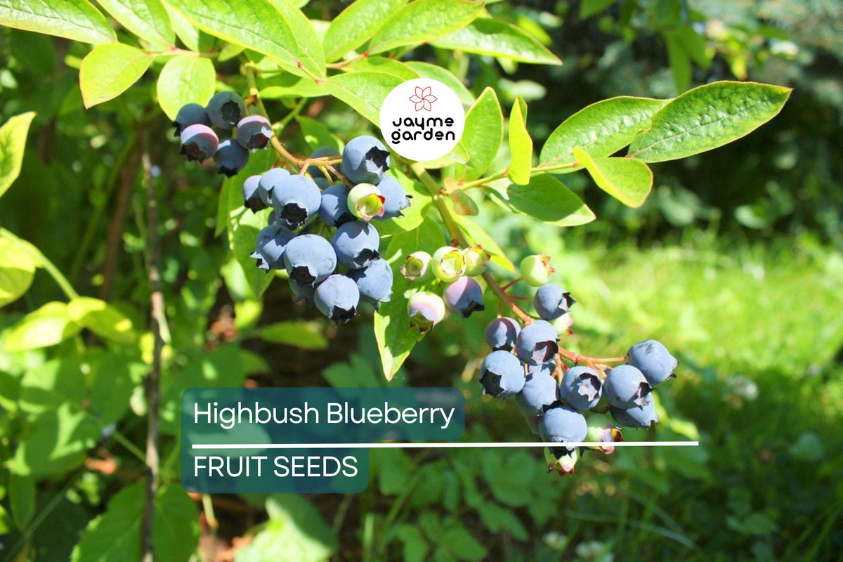 Highbush Blueberry Seeds – Disease-Resistant, Self-Fertile, Stratified for Germination, Vaccinium corymbosum, Zone 3-9, Free Shipping