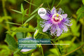 Maypop Purple Passion Seeds – Edible Fruit, Cold-Hardy Perennial Vine, Passiflora incarnata