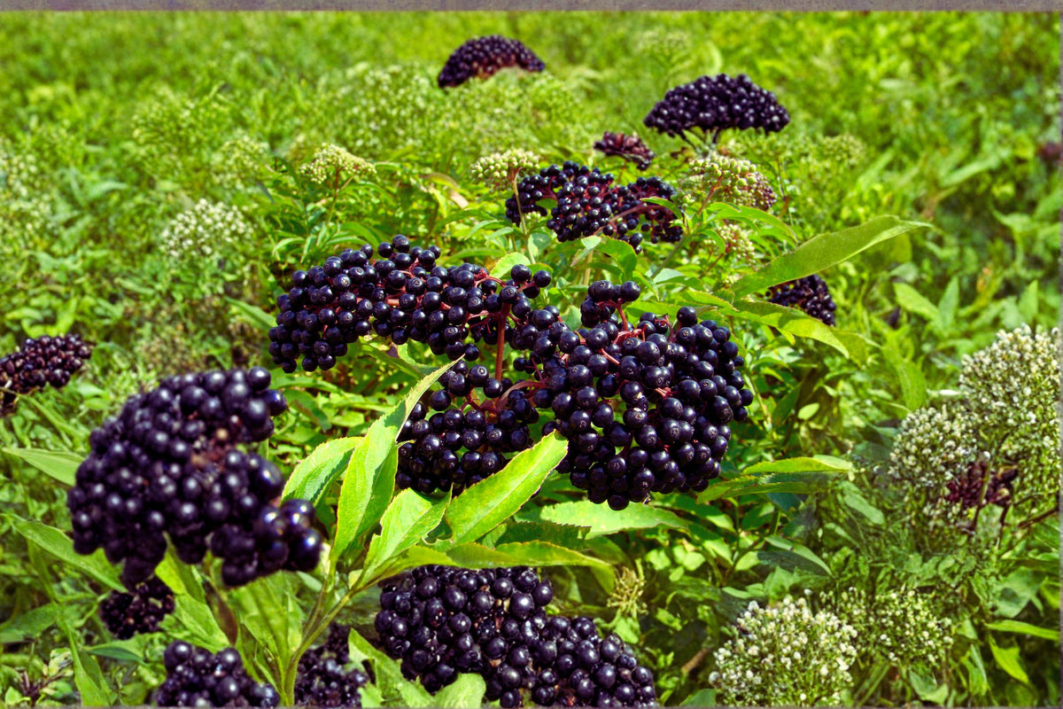 American Elderberry Cuttings 10 Dormant Mix Sambucus canadensis Native Shrub for Fruit & Wildlife