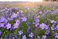 Campanula rotundifolia Harebells Seeds – Native Perennial Wildflower, Blue Bell-Shaped Flowers, Pollinator-Friendly, 100 Seeds