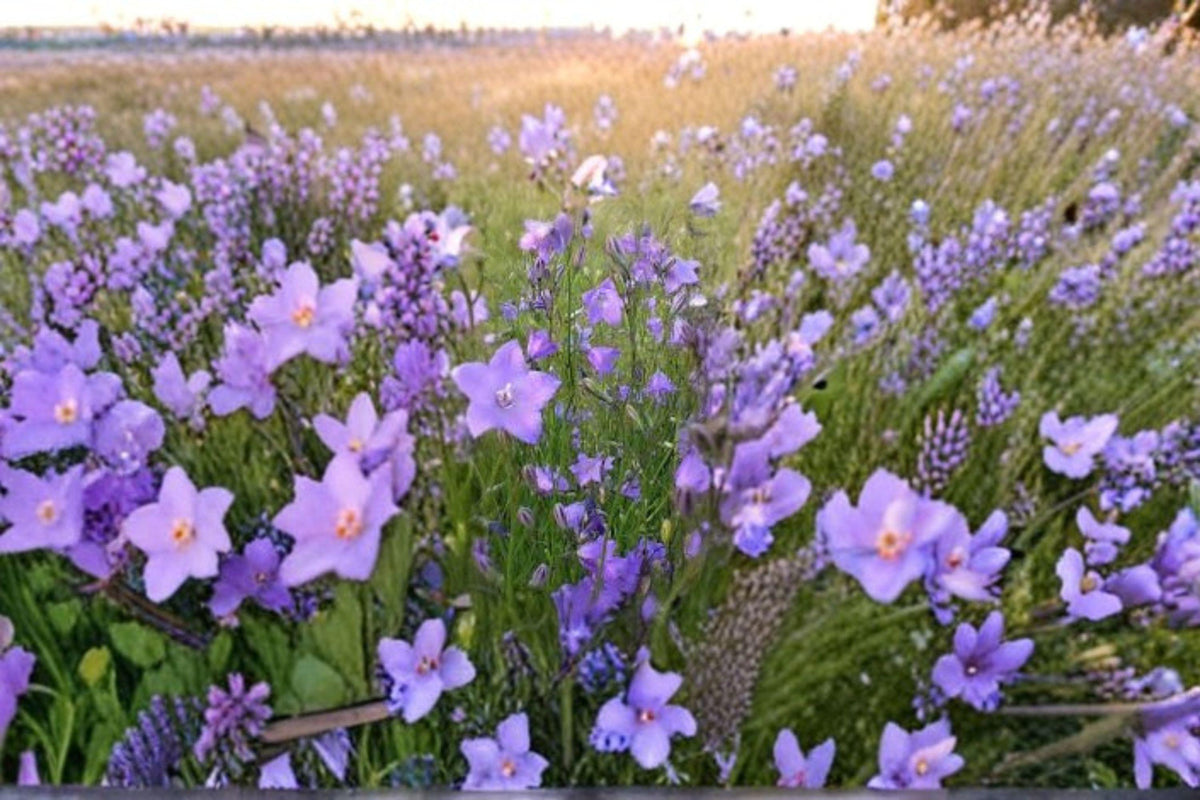 Campanula rotundifolia Harebells Seeds – Native Perennial Wildflower, Blue Bell-Shaped Flowers, Pollinator-Friendly, 100 Seeds