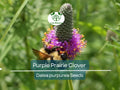 2000 Purple Prairie Clover Seeds – Dalea purpurea Native Perennial Legume for Pollinators, Wildflower, Prairie Restoration, Non-GMO
