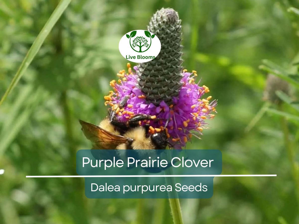 2000 Purple Prairie Clover Seeds – Dalea purpurea Native Perennial Legume for Pollinators, Wildflower, Prairie Restoration, Non-GMO