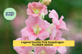 1000+ Legend Double Pink Snapdragon Seeds – Tall, Ruffled Pink Blooms for Garden Planting, Cut Flowers & Borders – USA