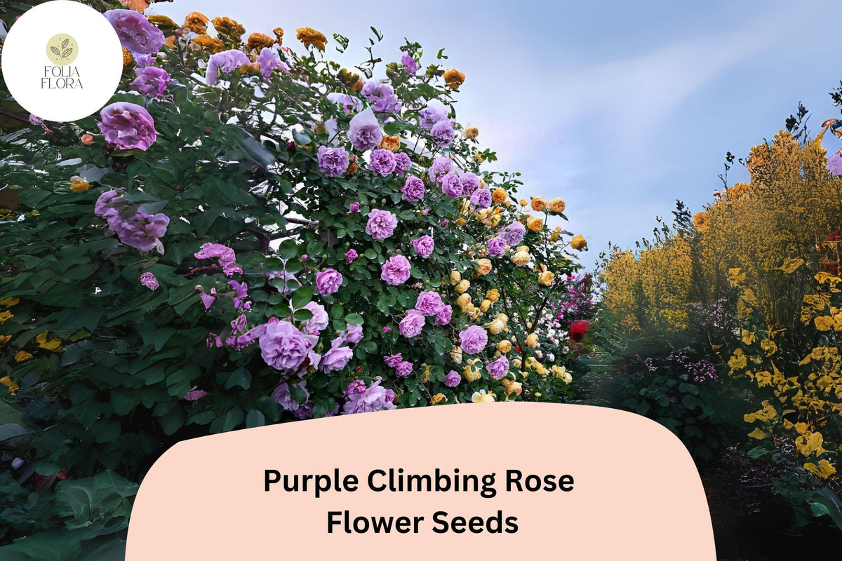 Purple Climbing Rose Seeds – 20 Pack, Deep Purple Fragrant Blooms, Vining Rose Rosa spp., Perfect for Trellises & Garden Arches