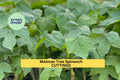 Organic Chaya Cuttings – Unrooted Mexican Tree Spinach Propagation Material – Cnidoscolus aconitifolius