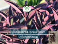 Unrooted Plant Cuttings – Tradescantia Purple Heart (Tradescantia pallida) – Propagation, Indoor Garden, Hanging Basket, Ground Cover