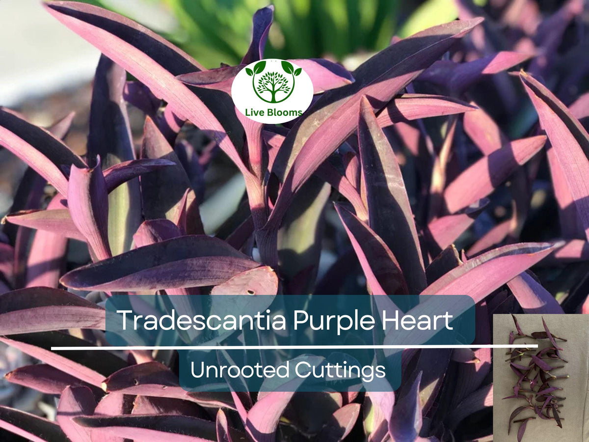 Unrooted Plant Cuttings – Tradescantia Purple Heart (Tradescantia pallida) – Propagation, Indoor Garden, Hanging Basket, Ground Cover