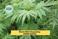 Black Mint Huacatay Seeds 3 Pack, Tagetes minuta, Aromatic Peruvian Herb for Culinary & Garden Use