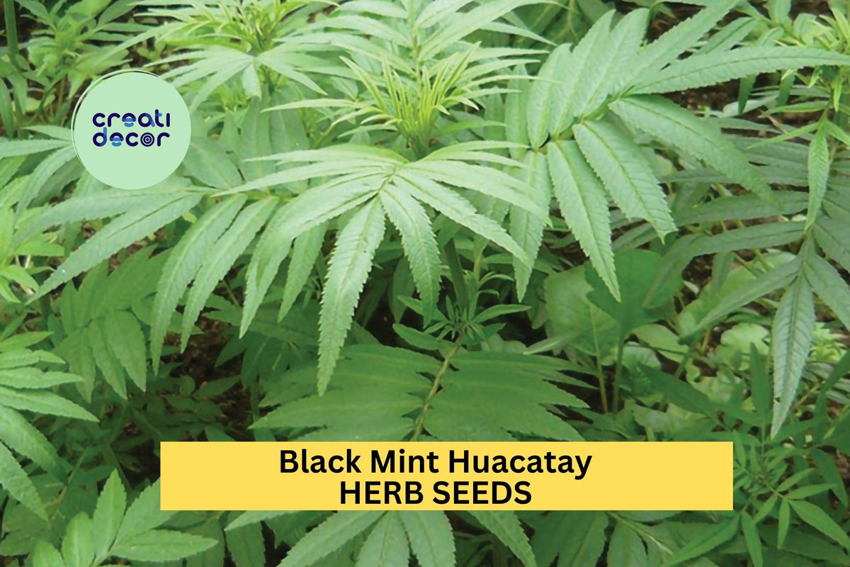 Black Mint Huacatay Seeds 3 Pack, Tagetes minuta, Aromatic Peruvian Herb for Culinary & Garden Use