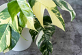 Pothos Epipremnum Pinnatum Albo Variegata Cuttings | Variegated Indoor Climbing Houseplant | Easy Care, Fenestrated Leaves