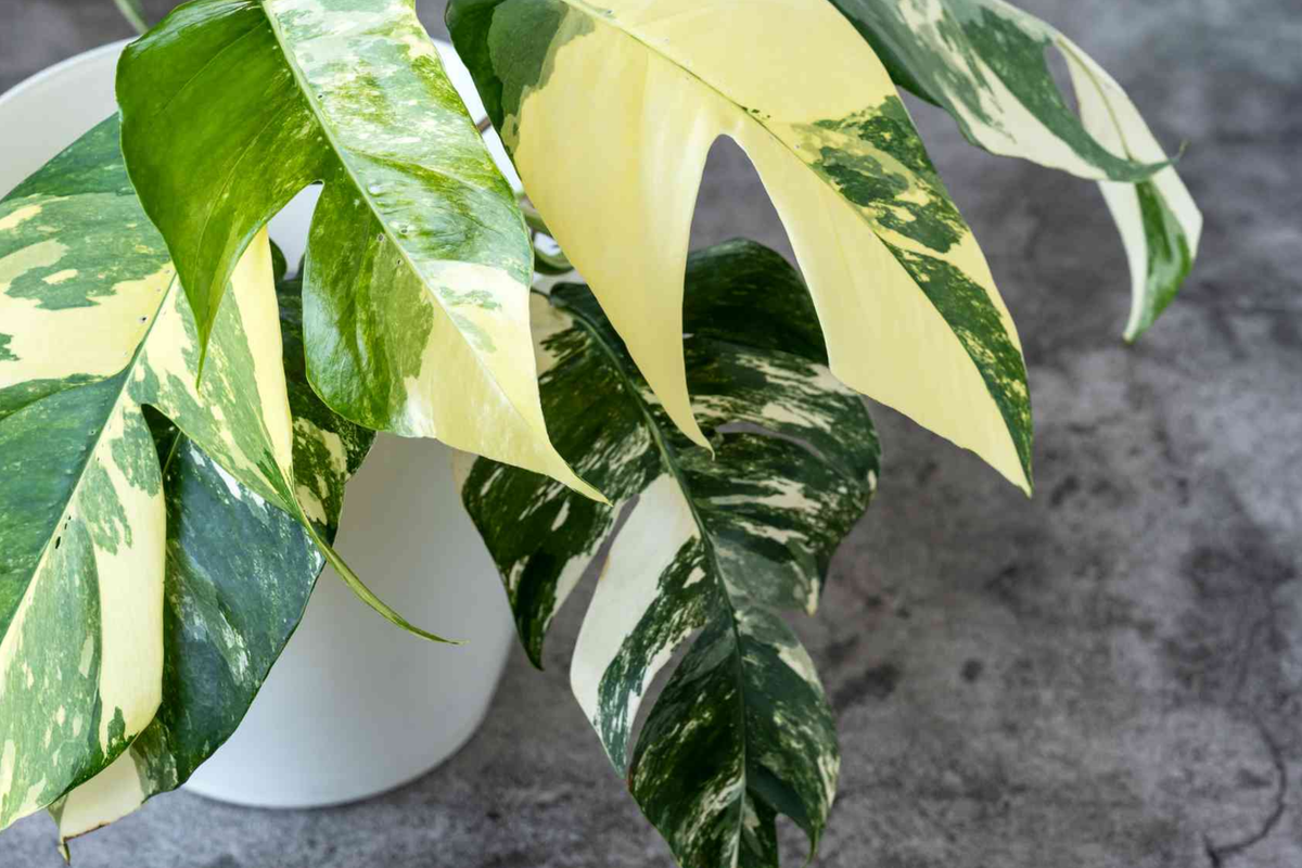 Pothos Epipremnum Pinnatum Albo Variegata Cuttings | Variegated Indoor Climbing Houseplant | Easy Care, Fenestrated Leaves
