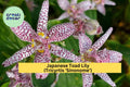 Tricyrtis Sinonome Japanese Toad Lily Live Starter Plant – Shade Perennial with Orchid-Like Spotted Blooms, Hardy in Zones 4–9