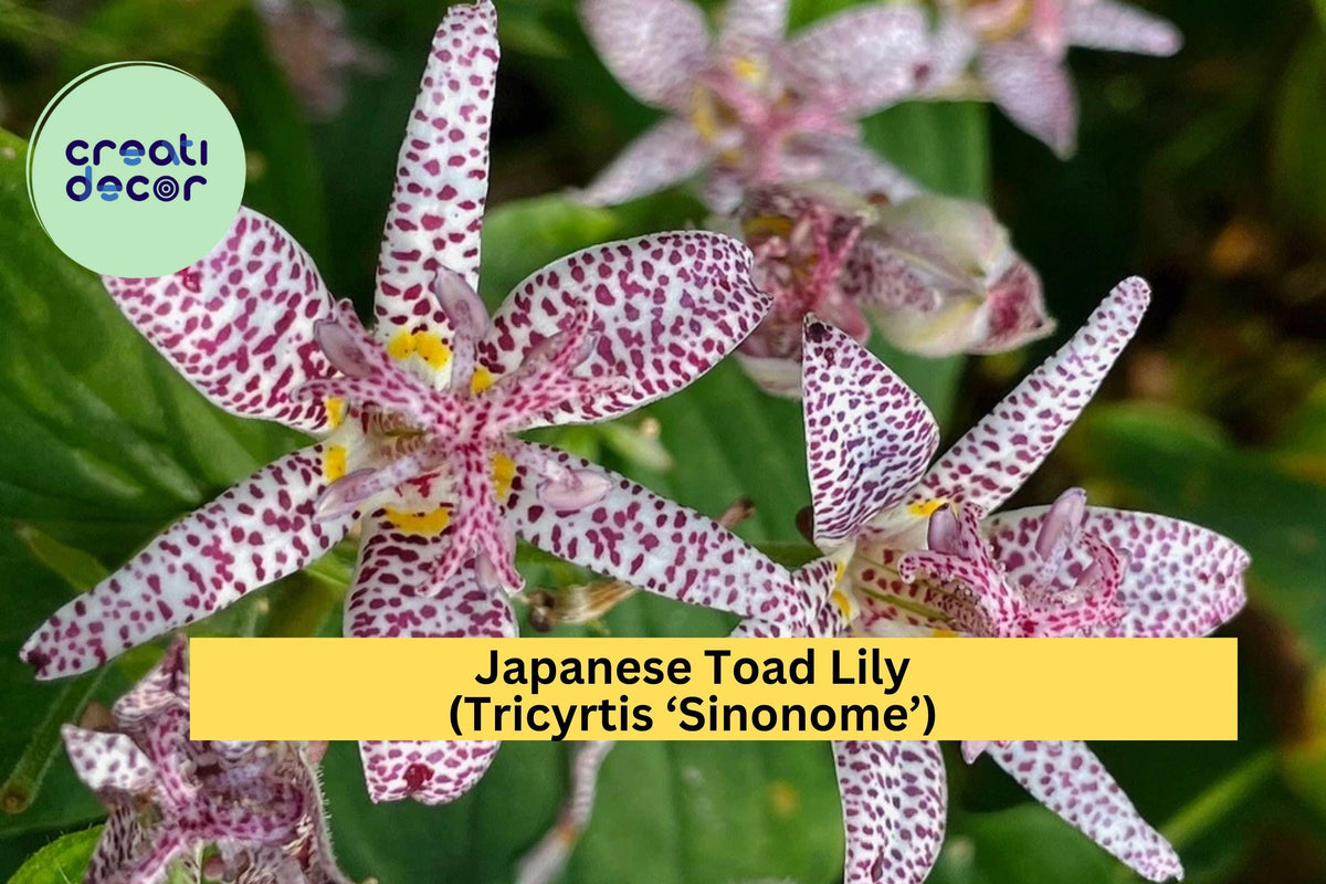 Tricyrtis Sinonome Japanese Toad Lily Live Starter Plant – Shade Perennial with Orchid-Like Spotted Blooms, Hardy in Zones 4–9
