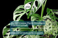 Monstera Friedrichsthalii Starter Plant, Rare Tropical Vine, Fenestrated Leaves, Indoor Houseplant, Swiss Cheese Plant, Monstera Plant