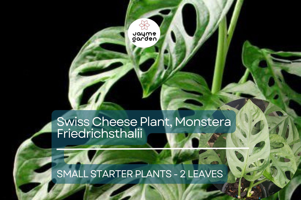 Monstera Friedrichsthalii Starter Plant, Rare Tropical Vine, Fenestrated Leaves, Indoor Houseplant, Swiss Cheese Plant, Monstera Plant
