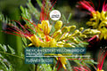 Mexican Bird of Paradise Seeds – Caesalpinia gilliesii – Vibrant Yellow & Red Blooms, Drought-Tolerant, Fast-Growing Shrub for USDA Zones 8-11