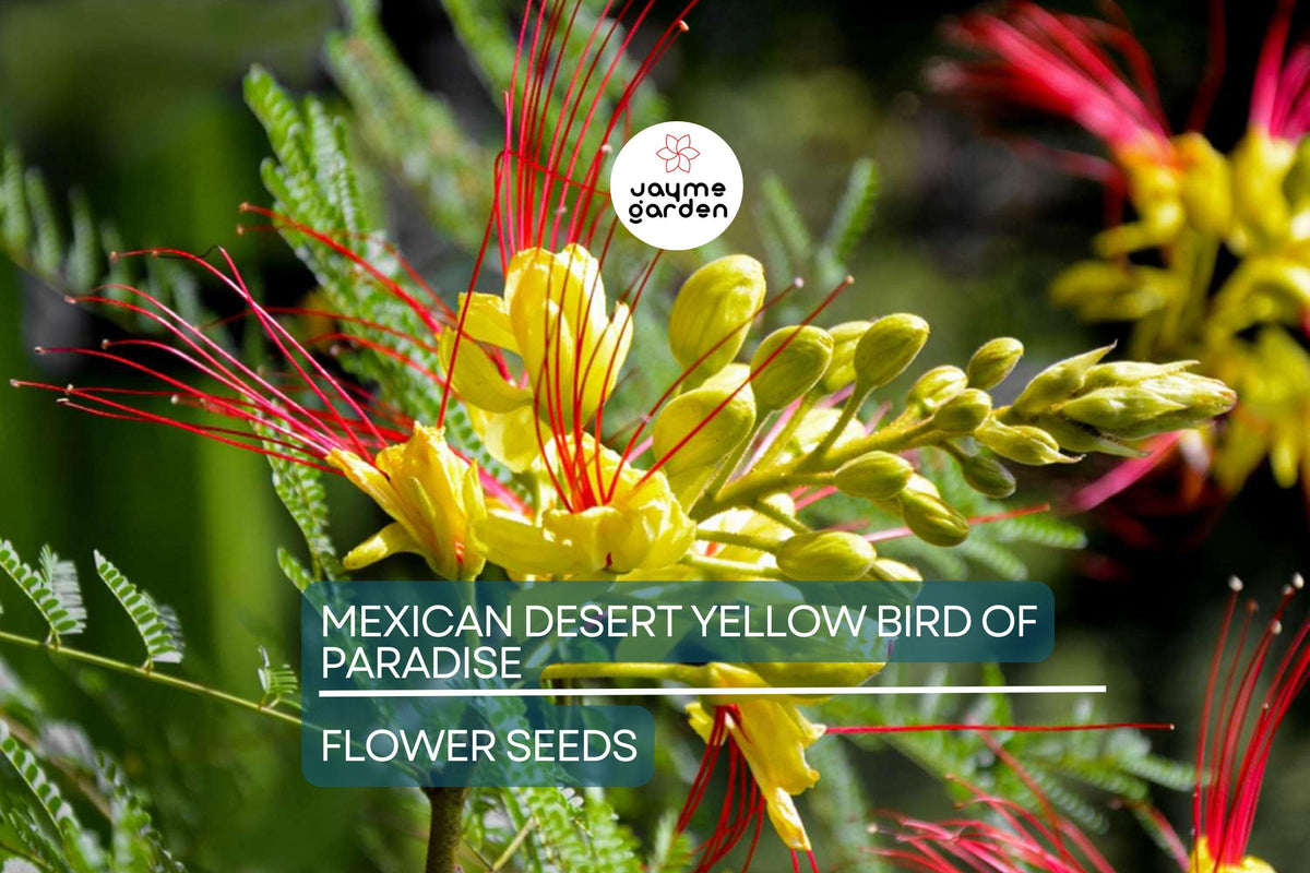 Mexican Bird of Paradise Seeds – Caesalpinia gilliesii – Vibrant Yellow & Red Blooms, Drought-Tolerant, Fast-Growing Shrub for USDA Zones 8-11