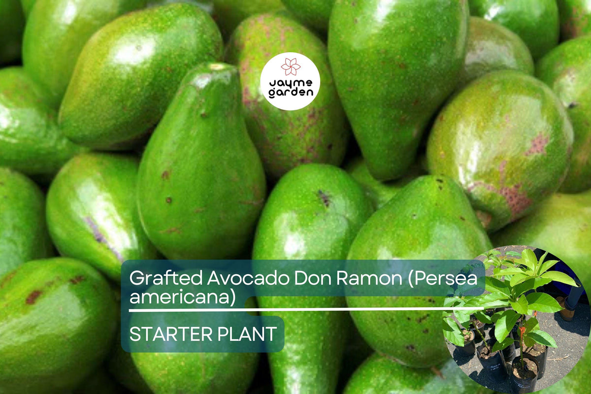 Grafted Don Ramon Avocado Tree | Fast Fruiting Tropical Fruit Tree | Live 12-24" Persea americana for Home Gardens