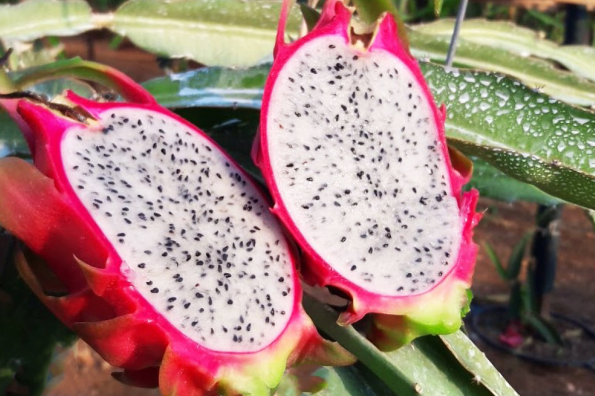 White Dragon Fruit Pepino Dulce Cuttings – 9-14" Spiral Segments, Healthy, Homegrown, Edible Cactus, Tropical Fruit Plant for Smoothies & Snacks