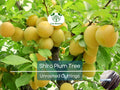 3 Unrooted Shiro Plum Scions 6-10" for Grafting Prunus salicina Japanese Plum Tree Propagation