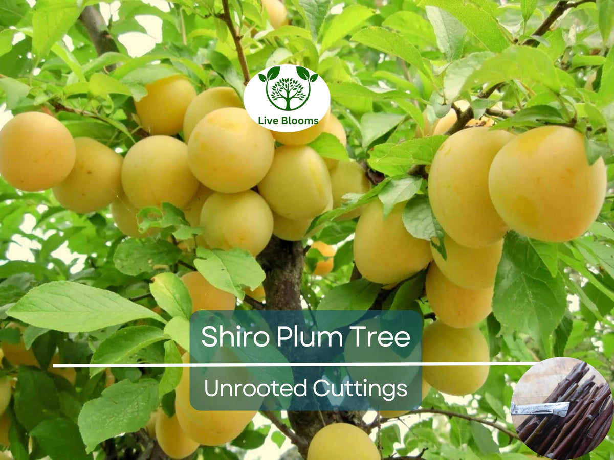 3 Unrooted Shiro Plum Scions 6-10" for Grafting Prunus salicina Japanese Plum Tree Propagation
