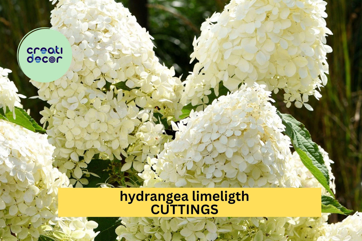 6 Limelight Hydrangea Rooted Cuttings – 6–10" Healthy Perennial Shrubs with Lime Green to White Blooms, Hydrangea paniculata for Garden Landscaping