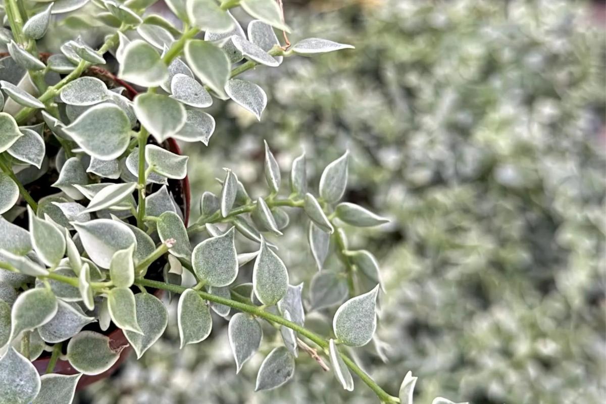 Dischidia ruscifolia Million Hearts Cutting – Unique Indoor Hanging Vine, Easy-Care Trailing Plant, Unrooted Propagation Starter