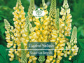 50 Seeds Yellow Lupine (Lupinus) Annual Flowers, Drought-Tolerant, Non-GMO, Pollinator-Attracting Garden Blooms