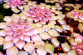 Water Mosaic Plant Cuttings – Ludwigia sedioides, Tropical Floating Pond Plant with Red & Green Rosettes, 3 Starter Cuttings