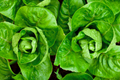 Little Gem Butterhead Lettuce Seeds - 1200+ Non-GMO Vegetable Garden Seeds Lactuca sativa for Home Gardening