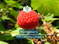 50 Thimbleberry Seeds Rubus parviflorus Native Edible Berry Flowering Raspberry Hardy Bush