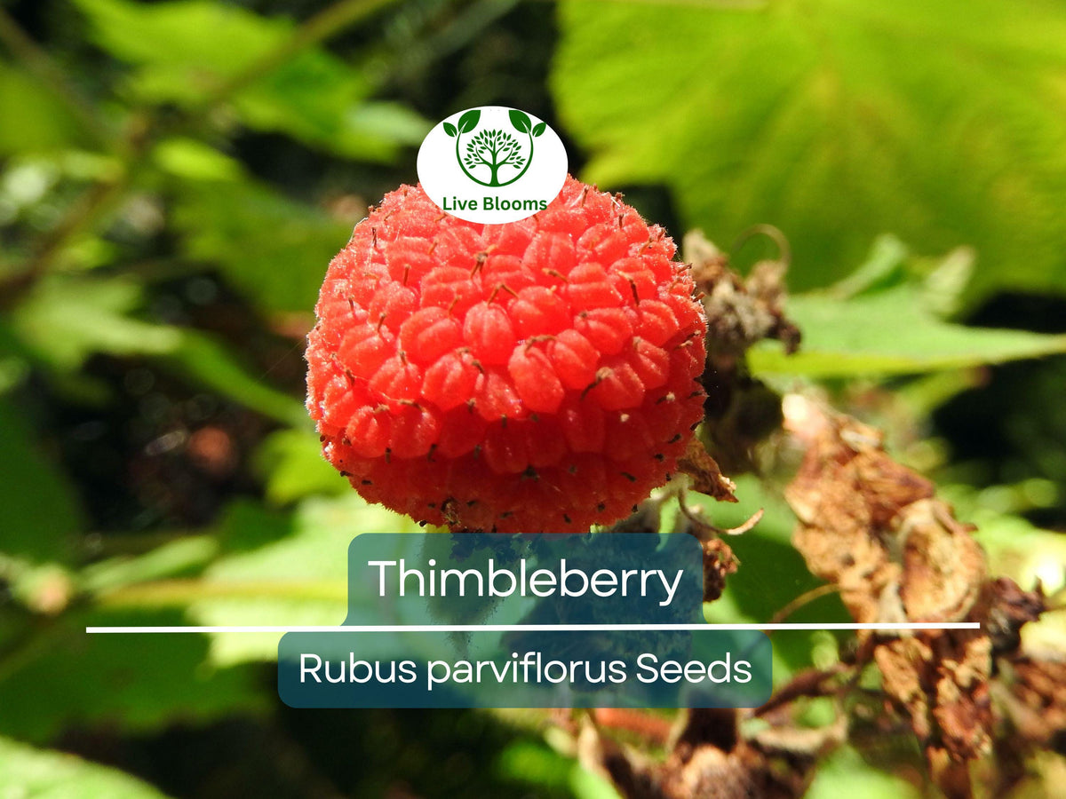 50 Thimbleberry Seeds Rubus parviflorus Native Edible Berry Flowering Raspberry Hardy Bush