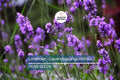700 True Lavender Seeds – Non-GMO Lavandula angustifolia, Fragrant, Hardy, Garden & Medicinal Use