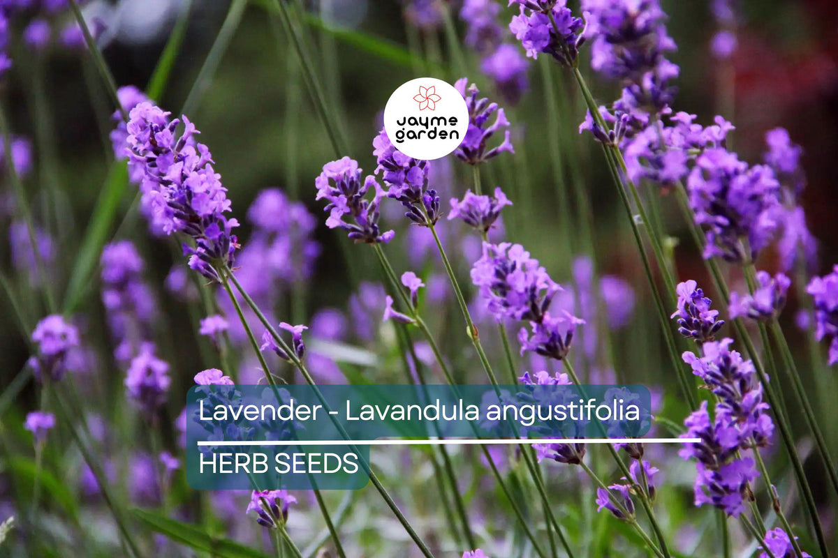 700 True Lavender Seeds – Non-GMO Lavandula angustifolia, Fragrant, Hardy, Garden & Medicinal Use