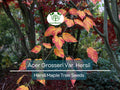 Acer Grosseri Var. Hersii Maple Seeds – Rare Hardy Tree for Bonsai, Landscaping & Gardens – 10 Seeds