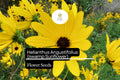 100 Seeds Swamp Sunflower Helianthus angustifolius Native Wildflower Pollinator Magnet, Easy to Grow