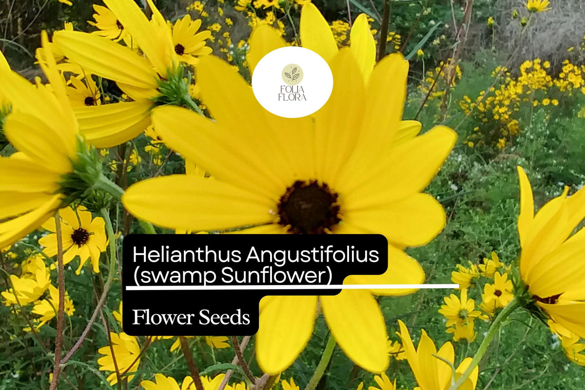 100 Seeds Swamp Sunflower Helianthus angustifolius Native Wildflower Pollinator Magnet, Easy to Grow