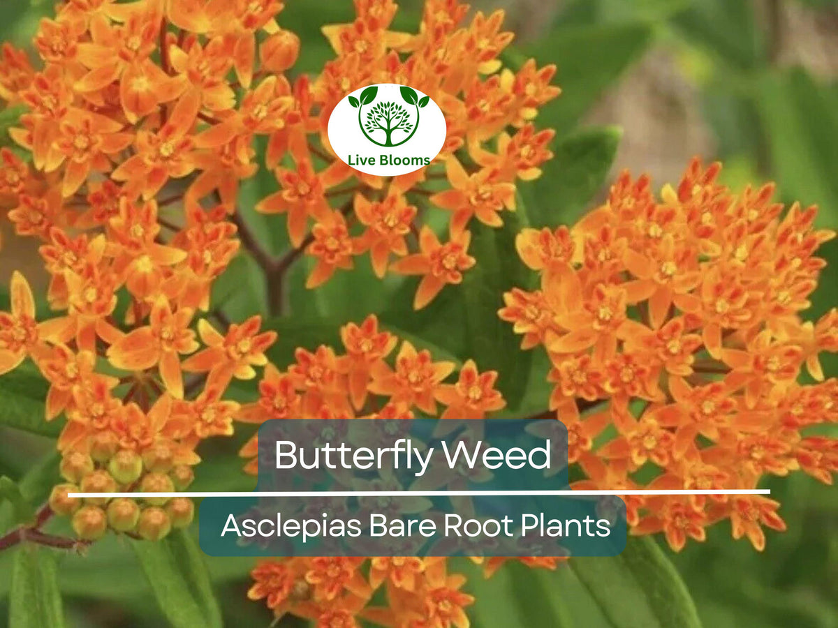 10 Butterfly Weed Plants Bare Root Asclepias tuberosa Monarch Host Pollinator Perennial Native Wildflower