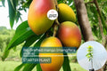 Grafted Colombo Kidney Mango Tree | 3-4 ft Tropical Fruit Tree with Unique Kidney-Shaped Mangoes | Easy to Grow, Sweet Mangifera indica