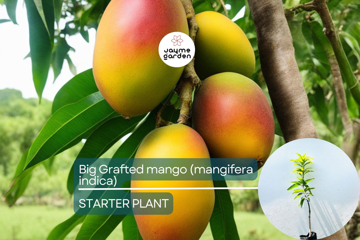 Grafted Colombo Kidney Mango Tree | 3-4 ft Tropical Fruit Tree with Unique Kidney-Shaped Mangoes | Easy to Grow, Sweet Mangifera indica